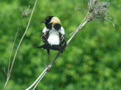 Dolichonyx oryzivorus