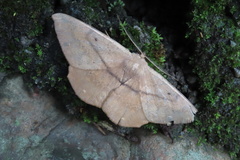 Chorodna ochreimacula