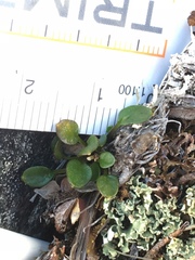 Cardamine bellidifolia