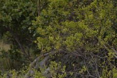 Persoonia stradbrokensis