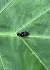 Okiscarta uchidae