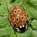 Eyed Ladybird Beetle - Photo (c) S. Rae, some rights reserved (CC BY)