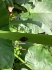 Okiscarta uchidae