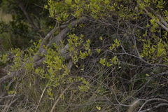 Persoonia stradbrokensis