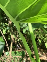 Okiscarta uchidae