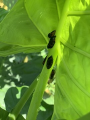 Okiscarta uchidae
