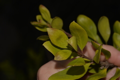 Persoonia stradbrokensis