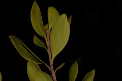 Persoonia stradbrokensis