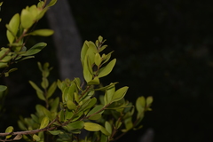 Persoonia stradbrokensis