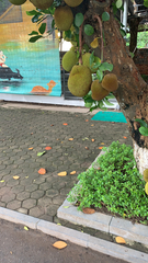 Artocarpus heterophyllus