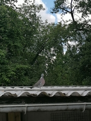 Columba palumbus