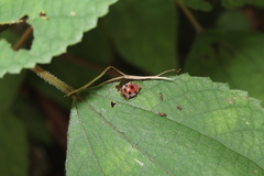 Diekeana admirabilis