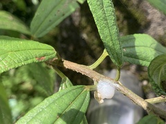 Okiscarta uchidae