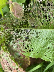 Gastrophysa viridula