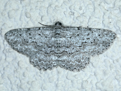 Psilosticha absorpta