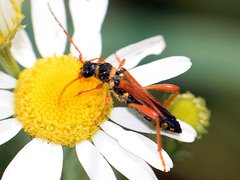 Stenopterus flavicornis