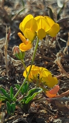 Lotus corniculatus