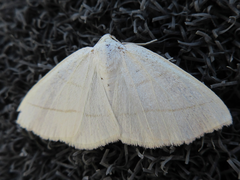 Parabapta clarissa