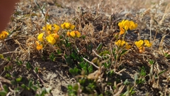 Lotus corniculatus