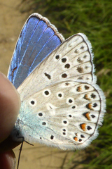 Polyommatus escheri