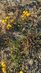 Lotus corniculatus