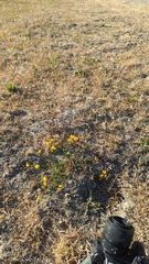 Lotus corniculatus