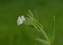 Cerastium nemorale
