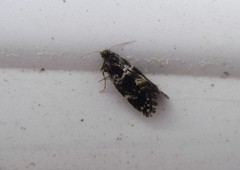 Narycia duplicella