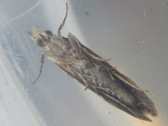Hypatima excellentella