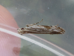 Hypatima excellentella
