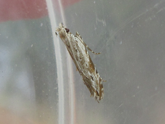 Hypatima excellentella