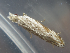 Hypatima excellentella