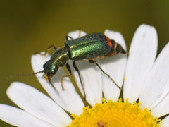 Cordylepherus viridis