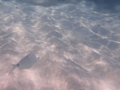 Diplodus bermudensis