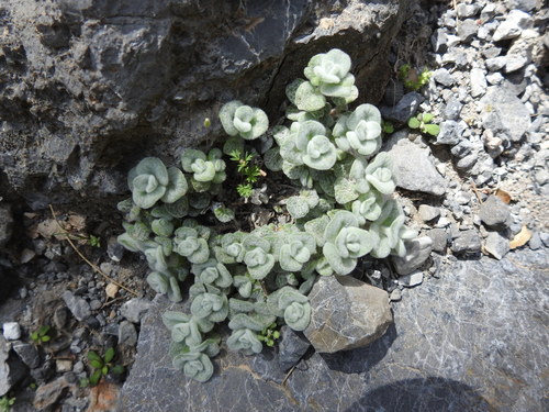 Image of Origanum dictamnus by (c) Yves Bas, some rights reserved (CC BY)