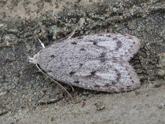 Scythropiodes hamatellus