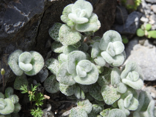 Origanum dictamnus, photograph 5