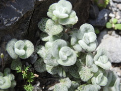 (c) Yves Bas, some rights reserved (CC BY) Origanum dictamnus, photograph (c) Yves Bas, some rights reserved (CC BY)