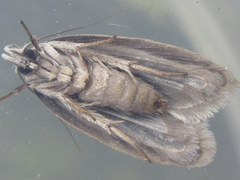 Scythropiodes hamatellus