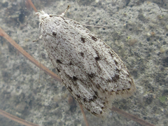 Scythropiodes hamatellus