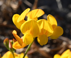 Lotus corniculatus