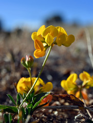 Lotus corniculatus