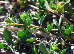 Lotus corniculatus