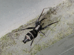 Sernokorba pallidipatellis