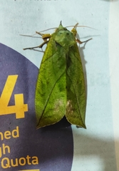 Eudocima sikhimensis