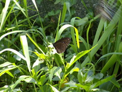 Euploea sylvester swinhoei