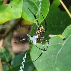 Argiope mangal