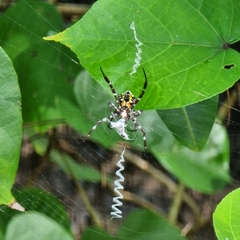 Argiope mangal