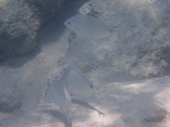 Diplodus bermudensis