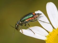 Cordylepherus viridis